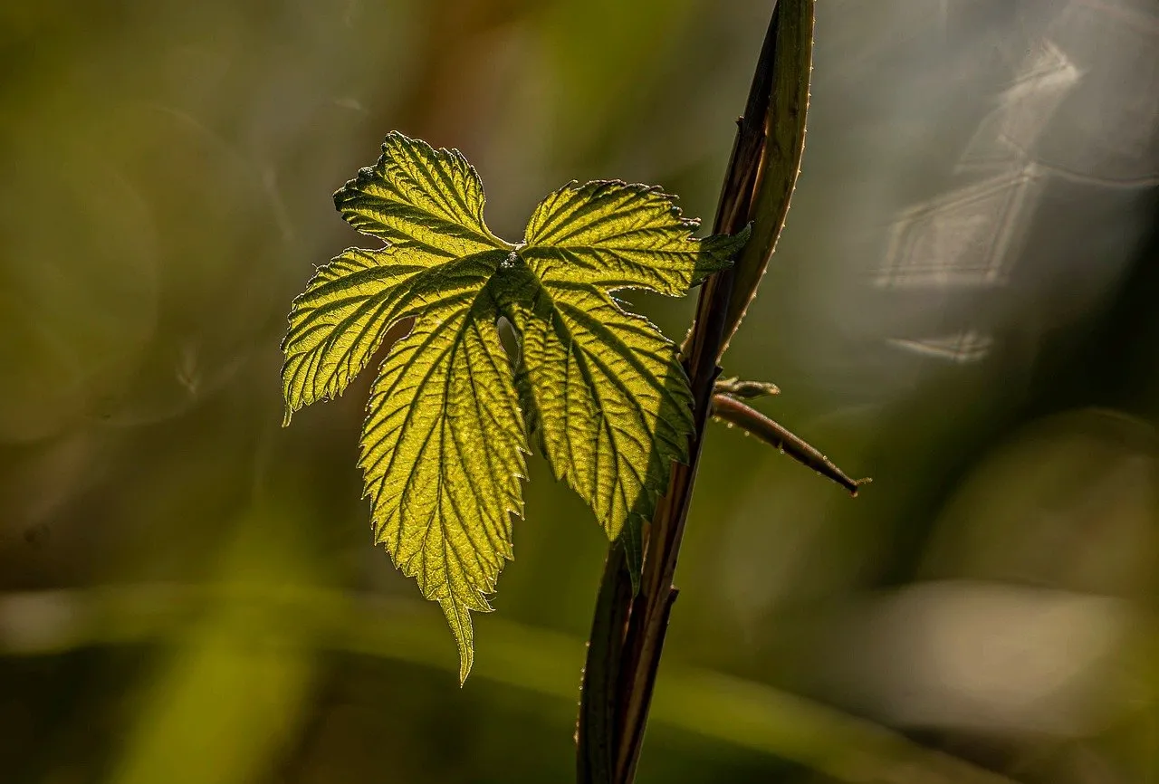Vibrant Green Leaf Backlit by Sun: Nature's Detail