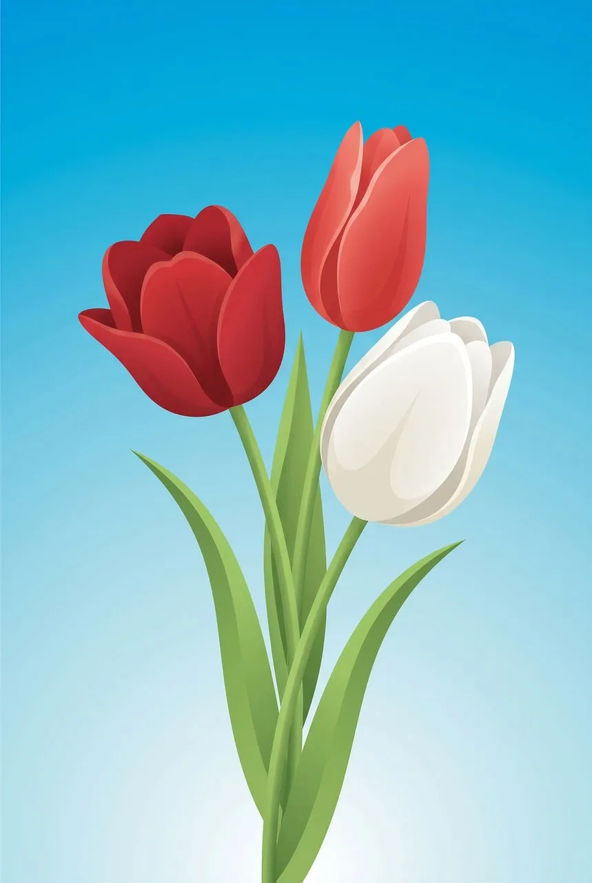 Vibrant Tulip Bouquet: Red and White Blooms Against Blue Sky