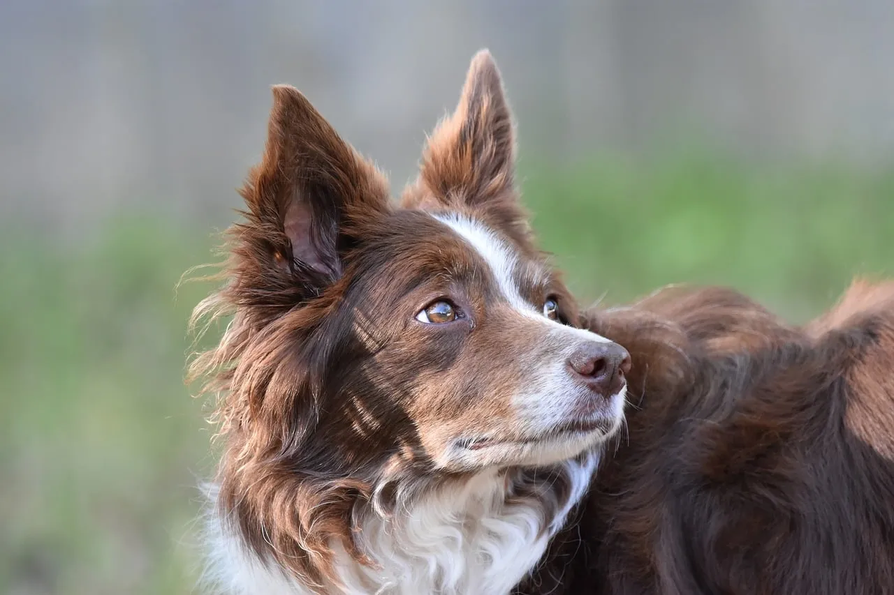 Stunning Border Collie: Loyal, Intelligent, and Absolutely Adorable.