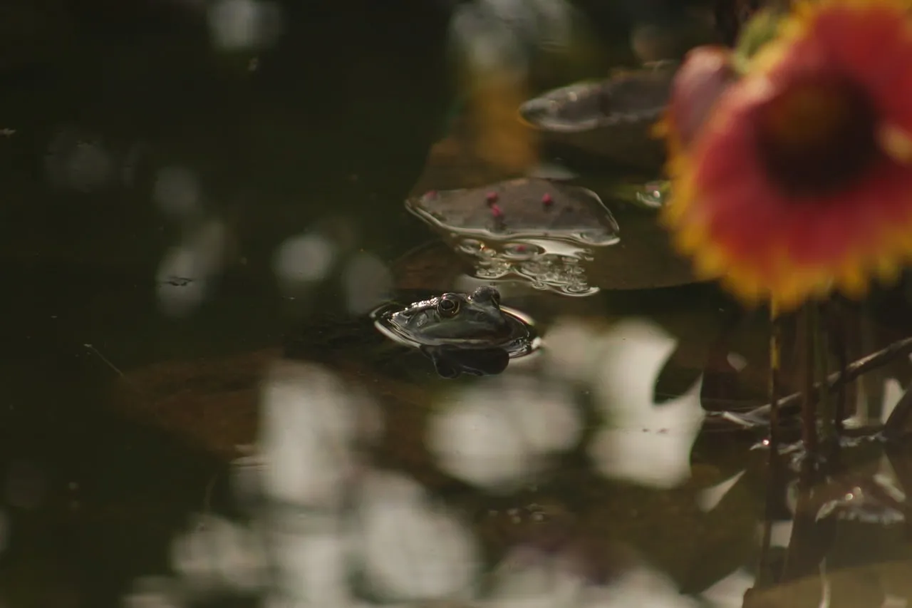 Serene Pond Dweller: A Frog's Peaceful Aquatic Retreat