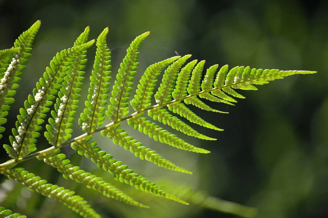 Vibrant Fern Leaf Macro: Nature's Intricate Green Detail