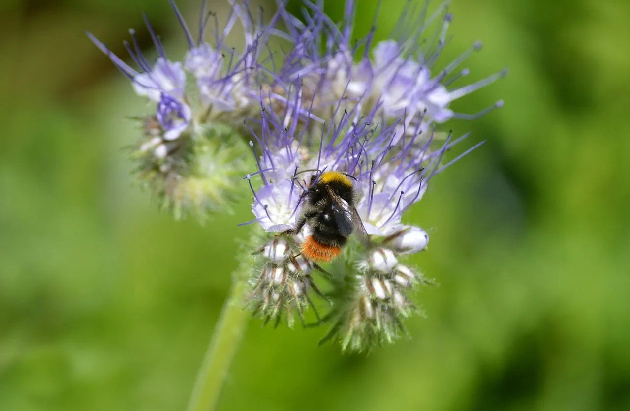 Vibrant Bumblebee Nectaring on Purple Phacelia Bloom