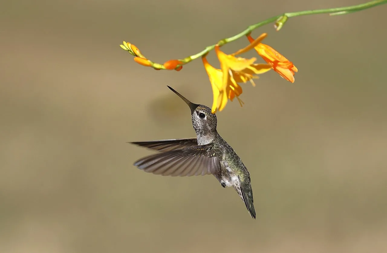 Vibrant Encounter: Hummingbird Sips Nectar from Golden Blossoms