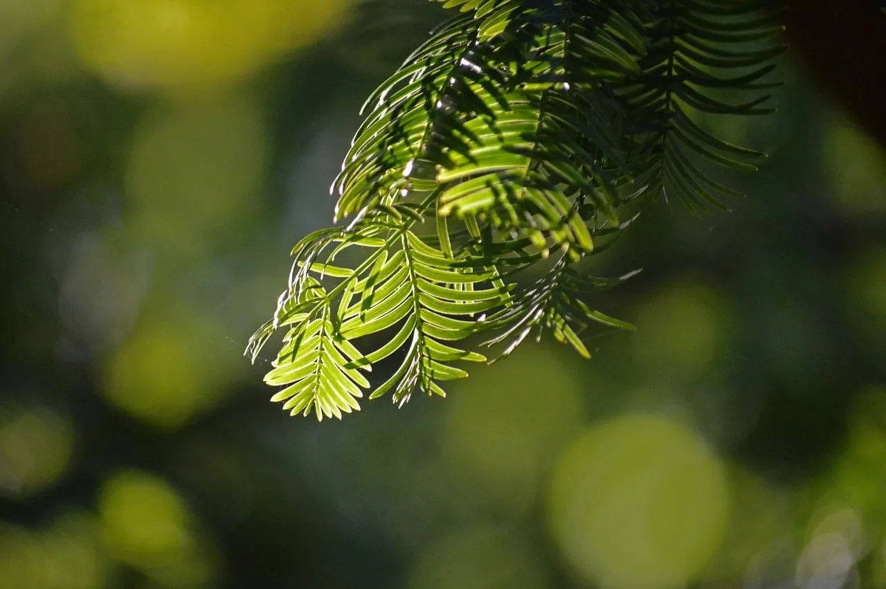 Enchanting Backlit Conifer Branches: Nature's Soft Glow