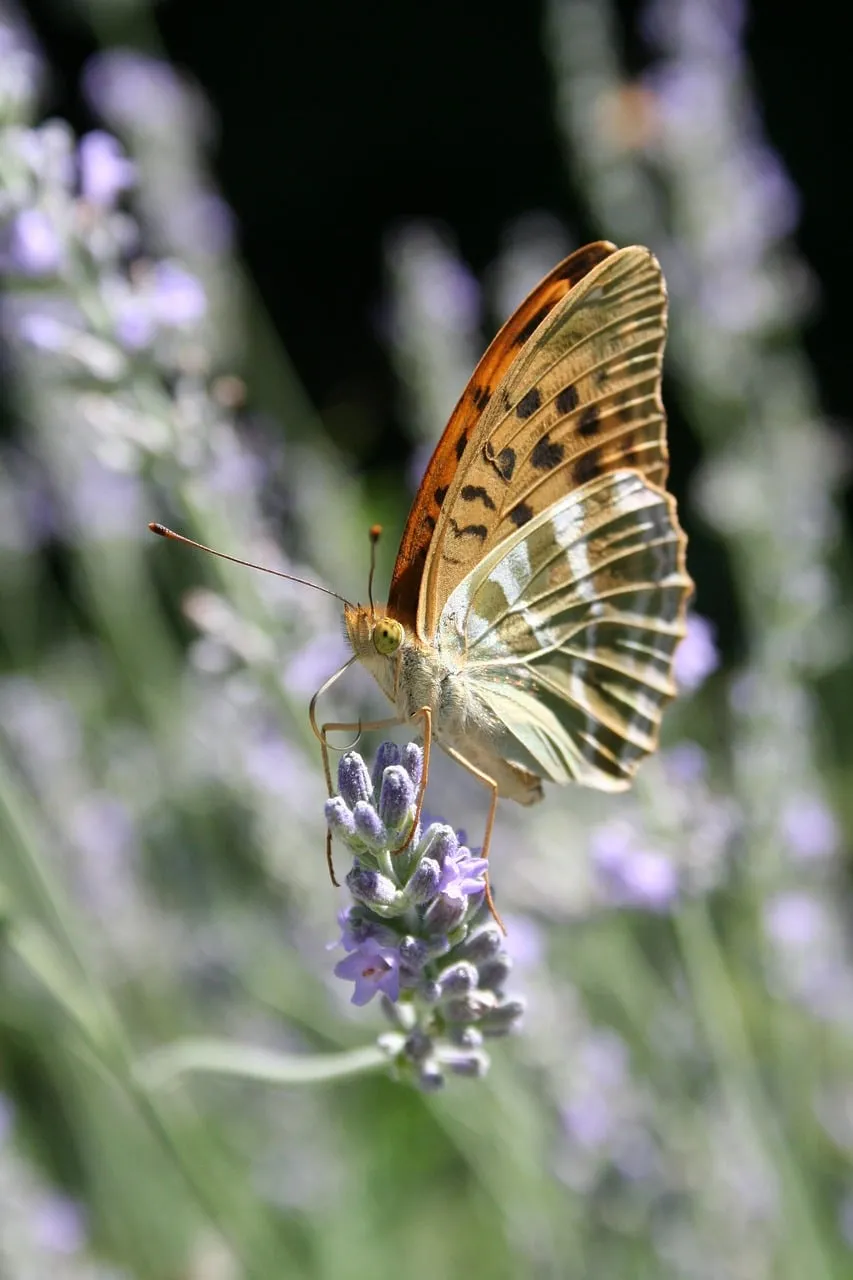 Vibrant Fritillary Butterfly on Lavender Bloom