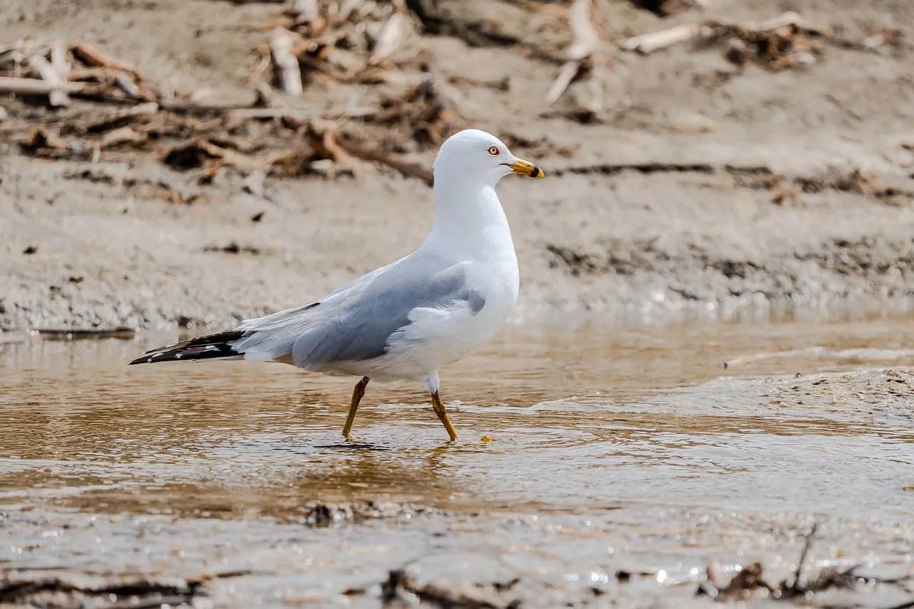 Graceful Seagull: Coastal Wanderer in Pristine Nature
