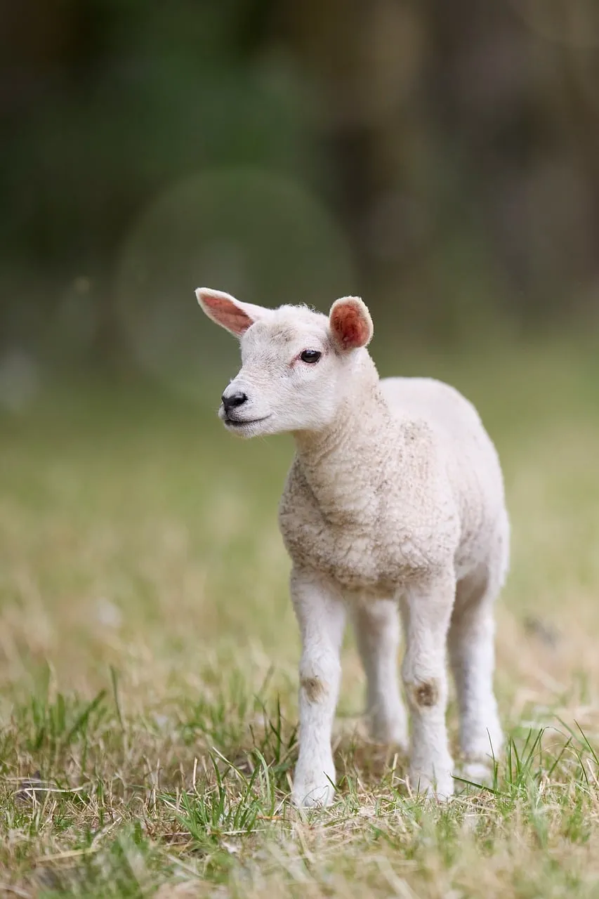 Adorable White Lamb: Playful Spring Farm Animal