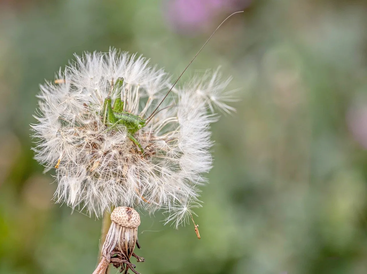 Delicate Macro: Grasshopper Rests on Dandelion Puffs