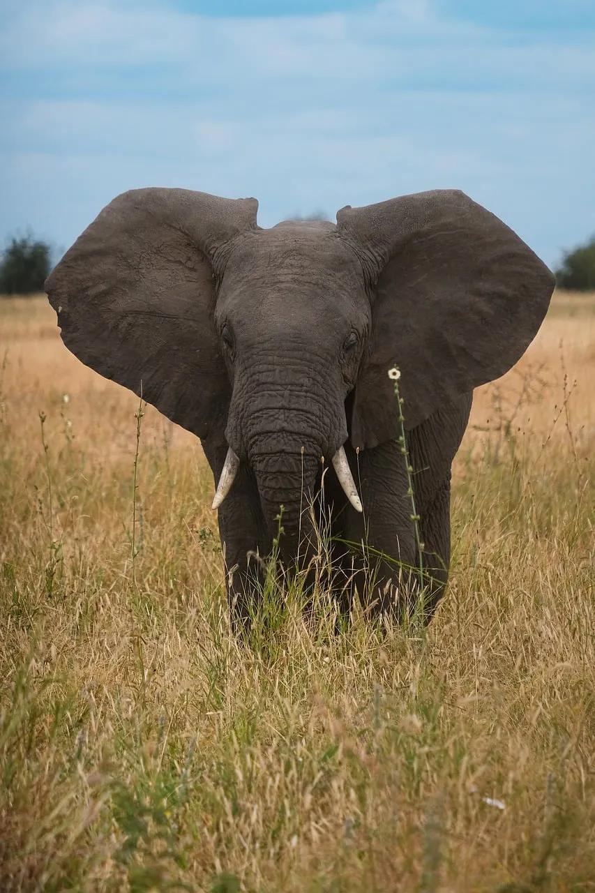 Majestic African Elephant Amidst Golden Savannah Grass