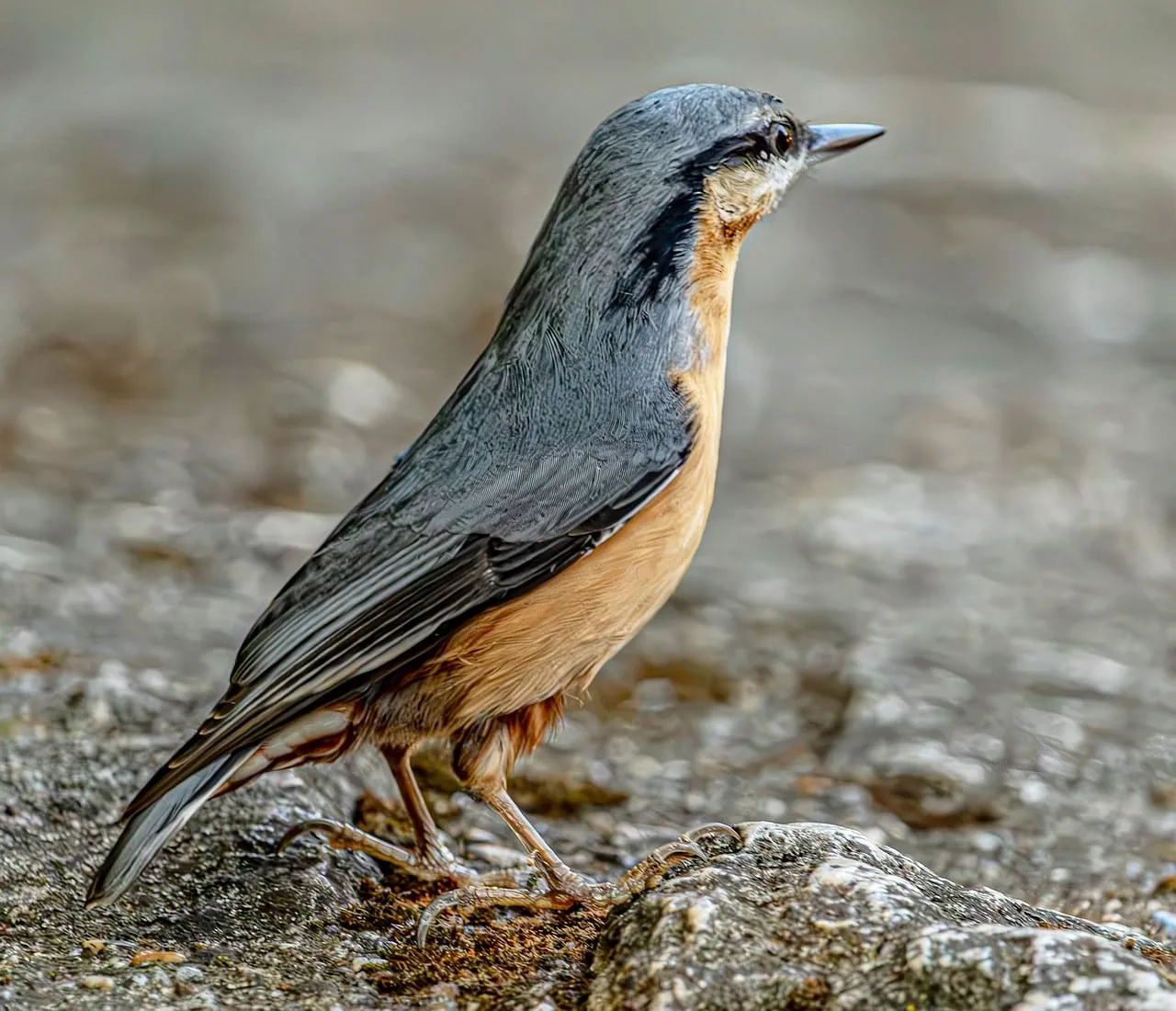Vibrant Nuthatch: Nature's Avian Masterpiece Up Close