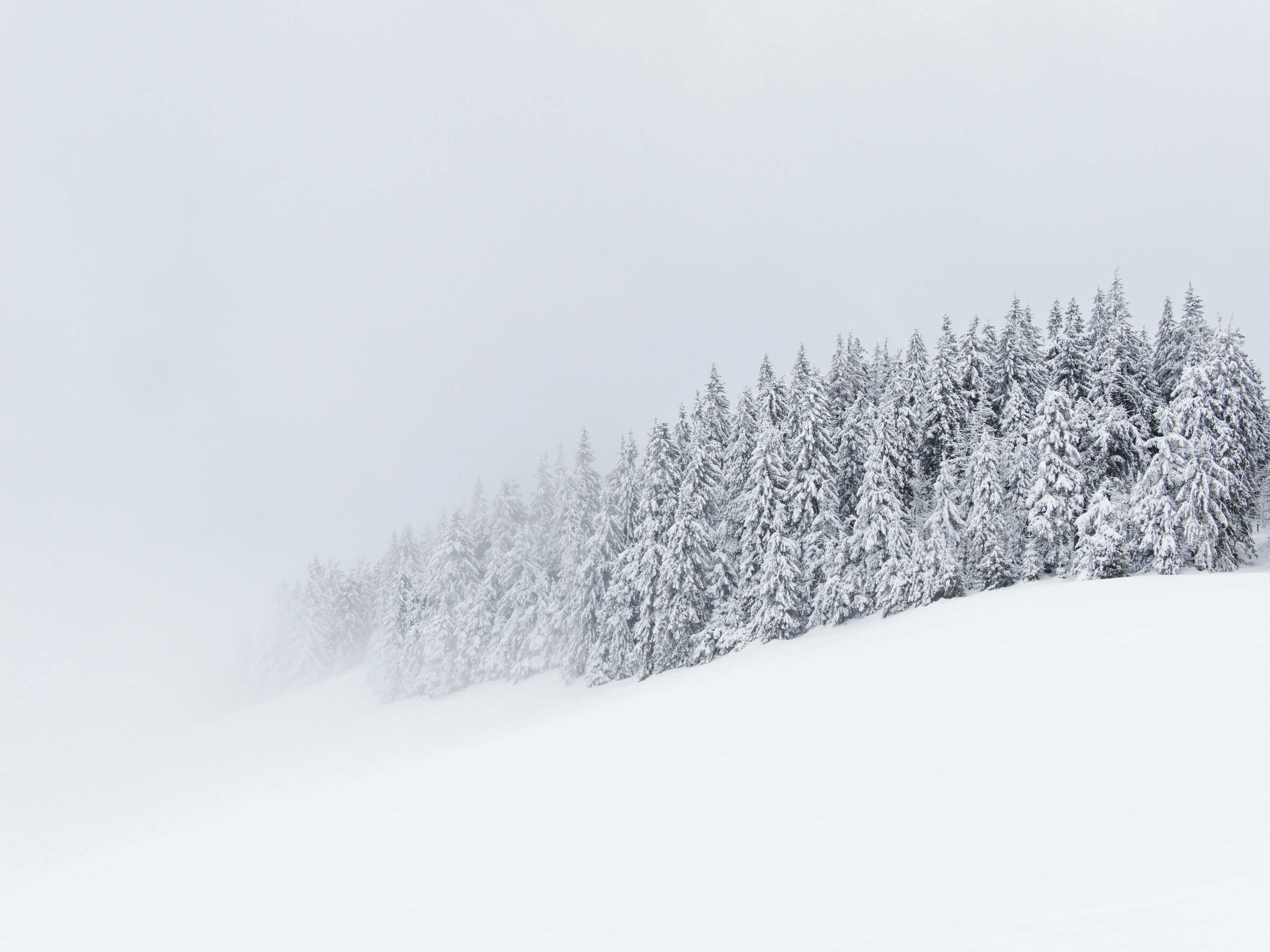 Enchanting Snowy Evergreens: A Misty Winter Wonderland