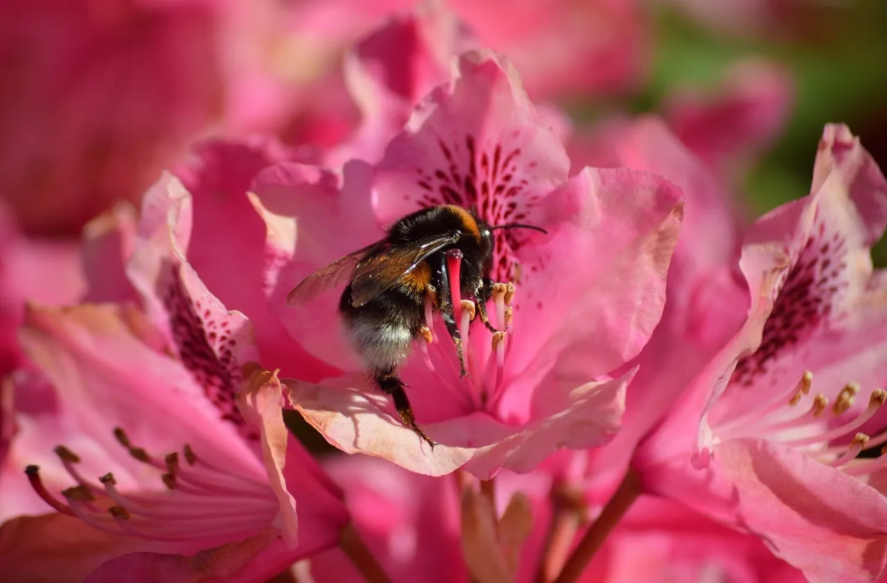 Vibrant Rhododendron Bloom: Bumblebee's Nectar Quest