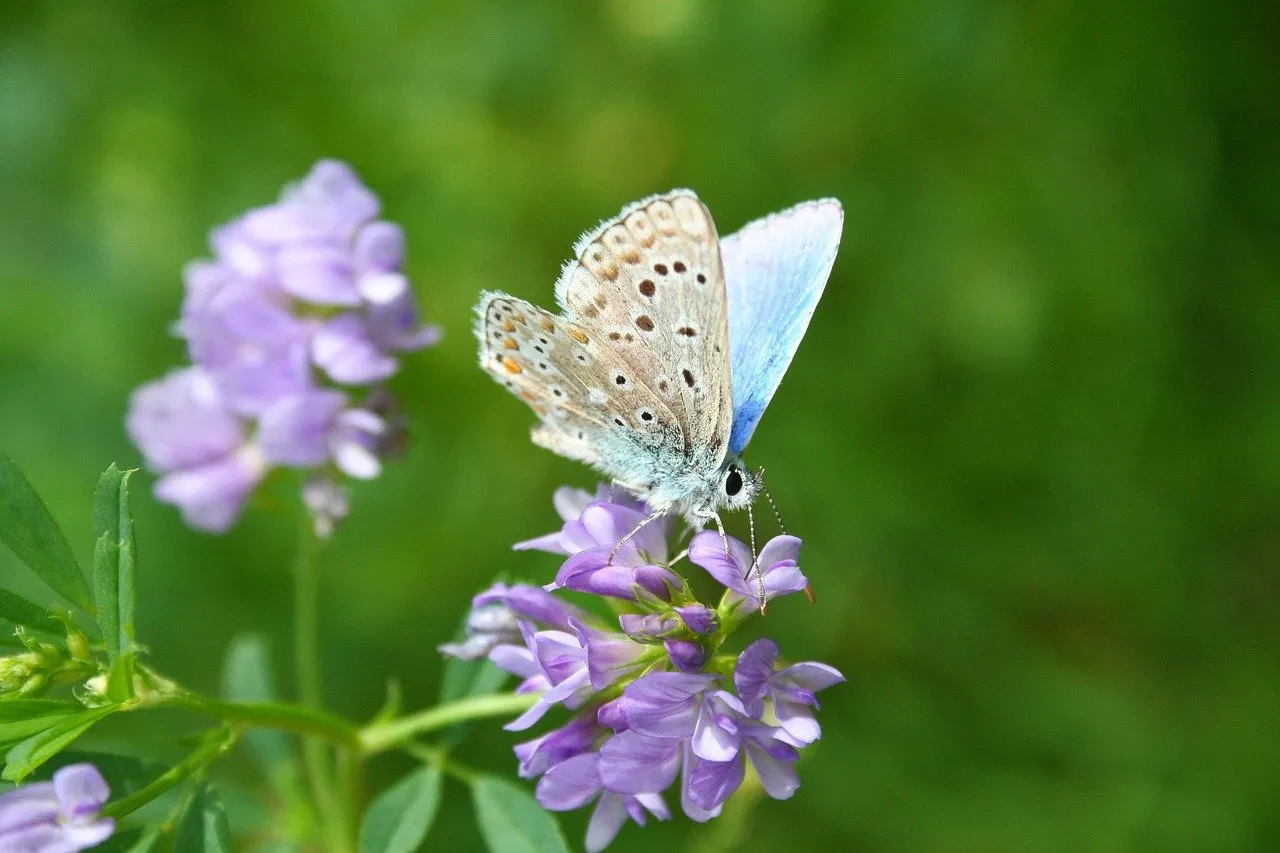 Vibrant Blue Butterfly on Lavender Alfalfa Bloom
