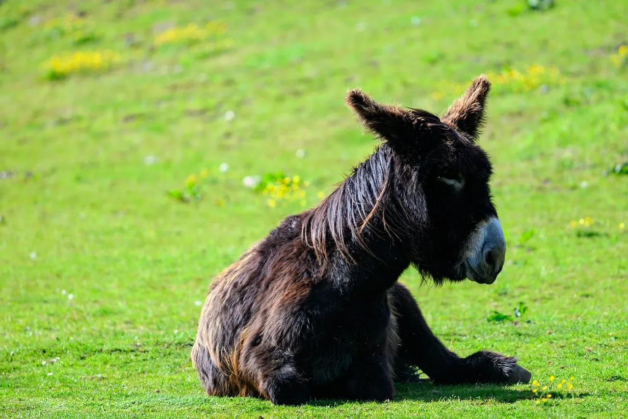 Serene Donkey Resting in Sunny Spring Meadow