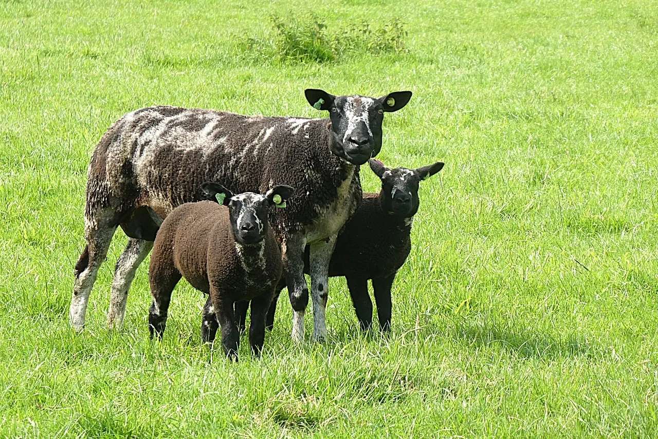 Charming Spring Lambs: Idyllic Countryside Meadow Scene