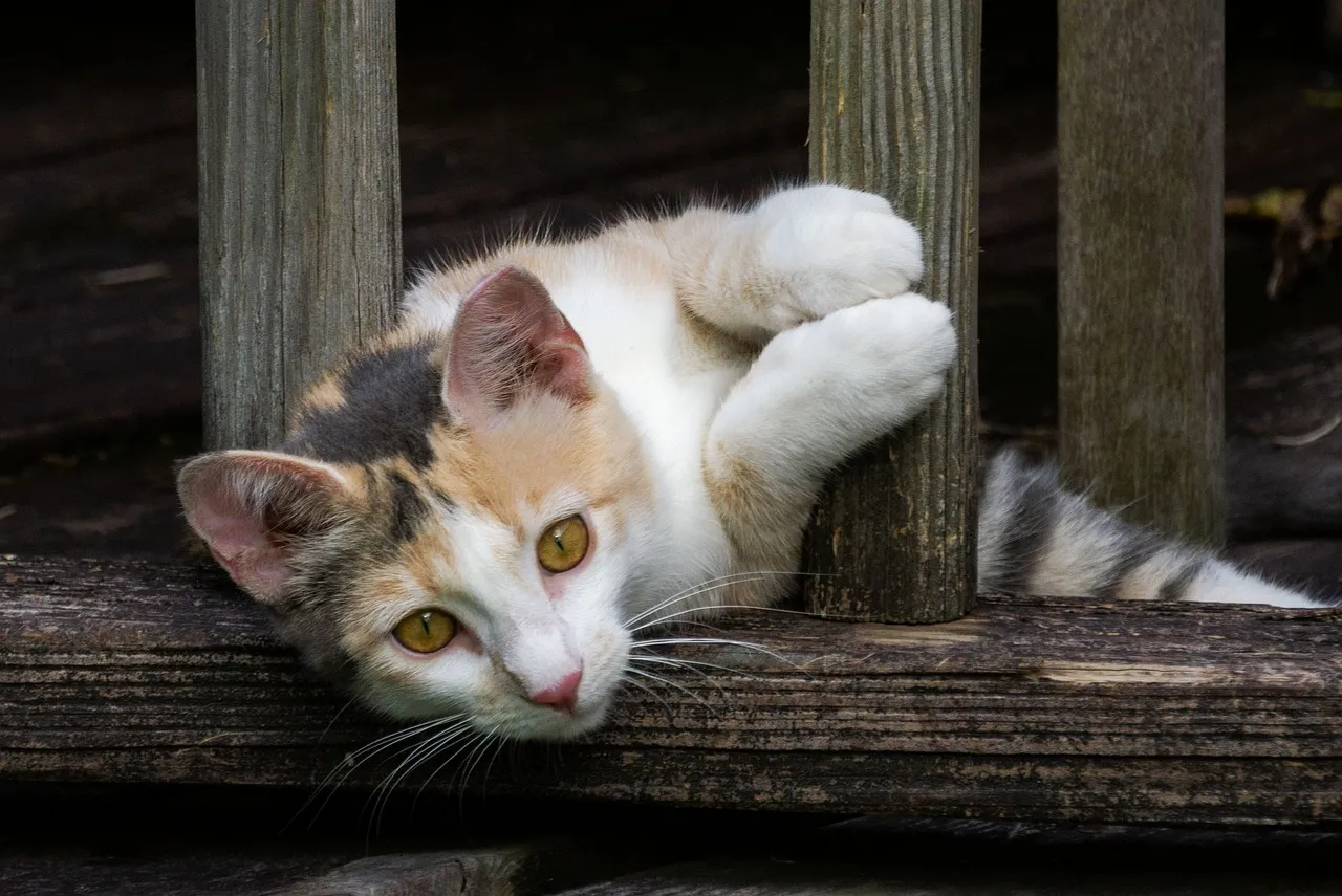 Charming Calico Kitten: Playful Gaze on Weathered Wood