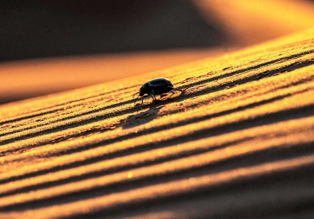 Golden Hour Beetle: Desert Dune's Striped Shadow
