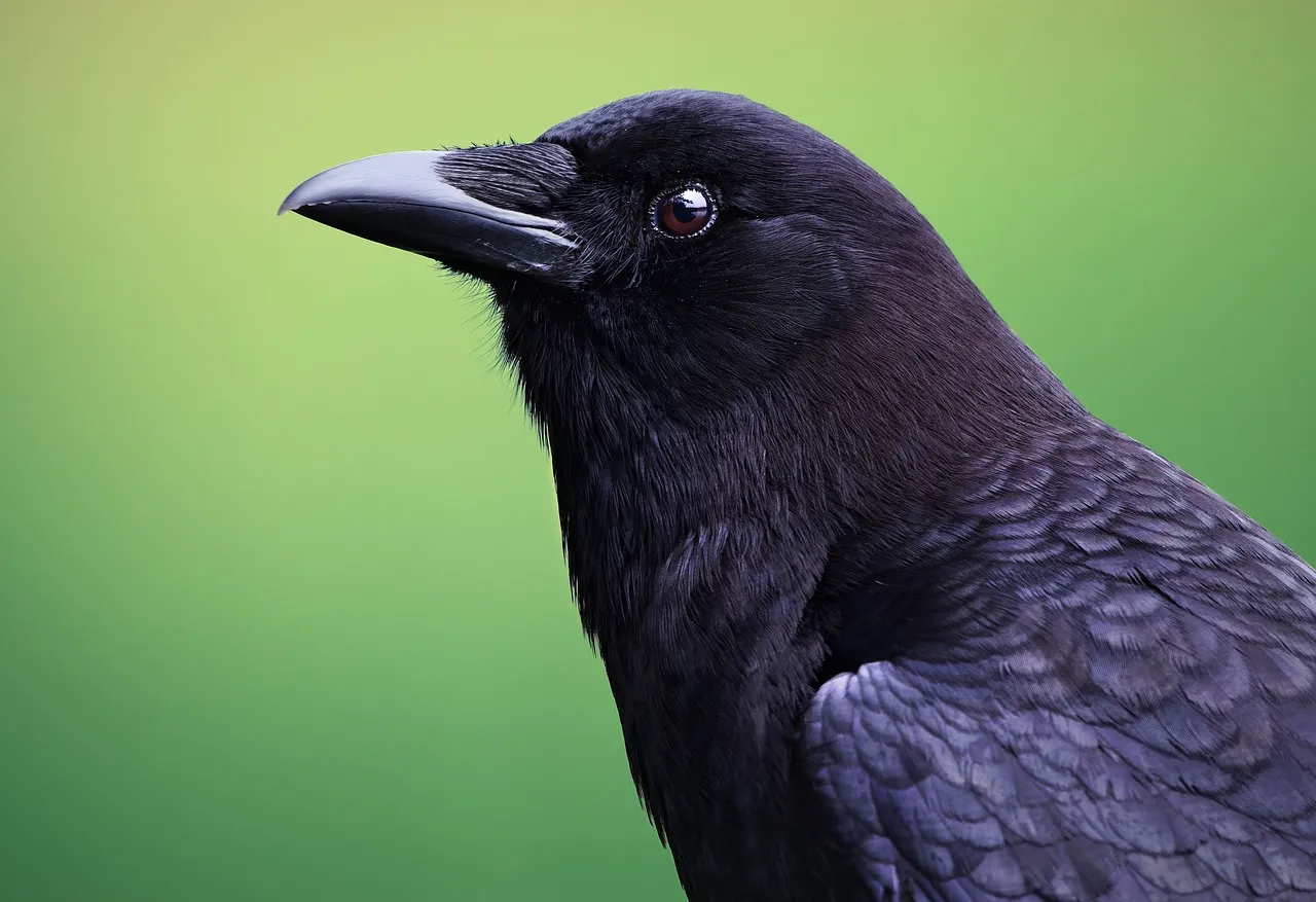 Striking American Crow Close-up: Wildlife Majesty