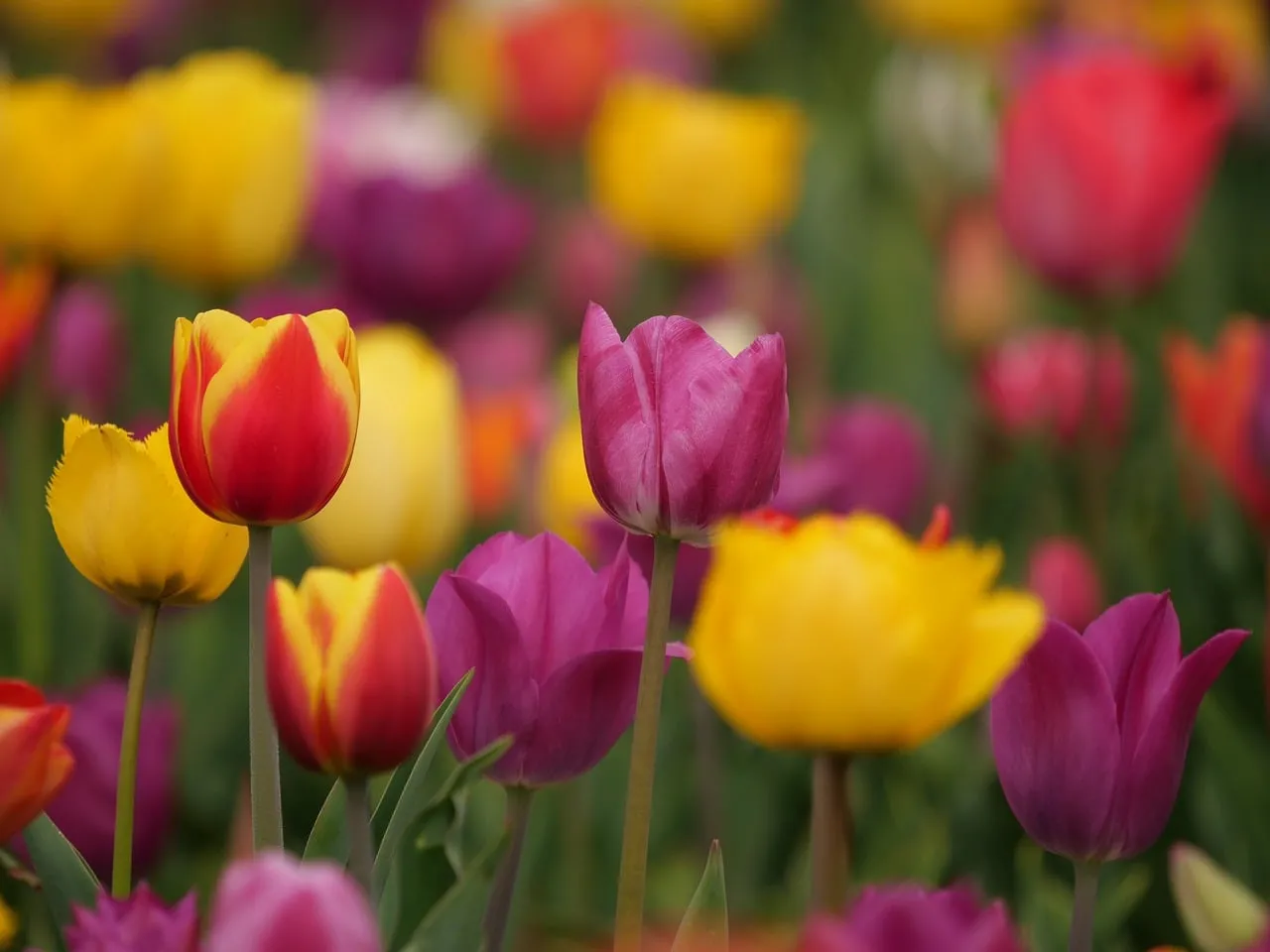 Vibrant Spring Tulips: A Kaleidoscope of Nature's Beauty