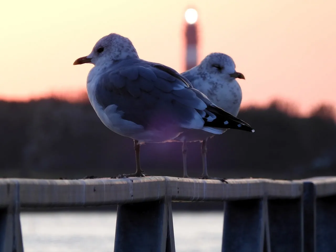 Enchanting Sunset Serenity: Gulls Perched by the Amrum Lighthouse
