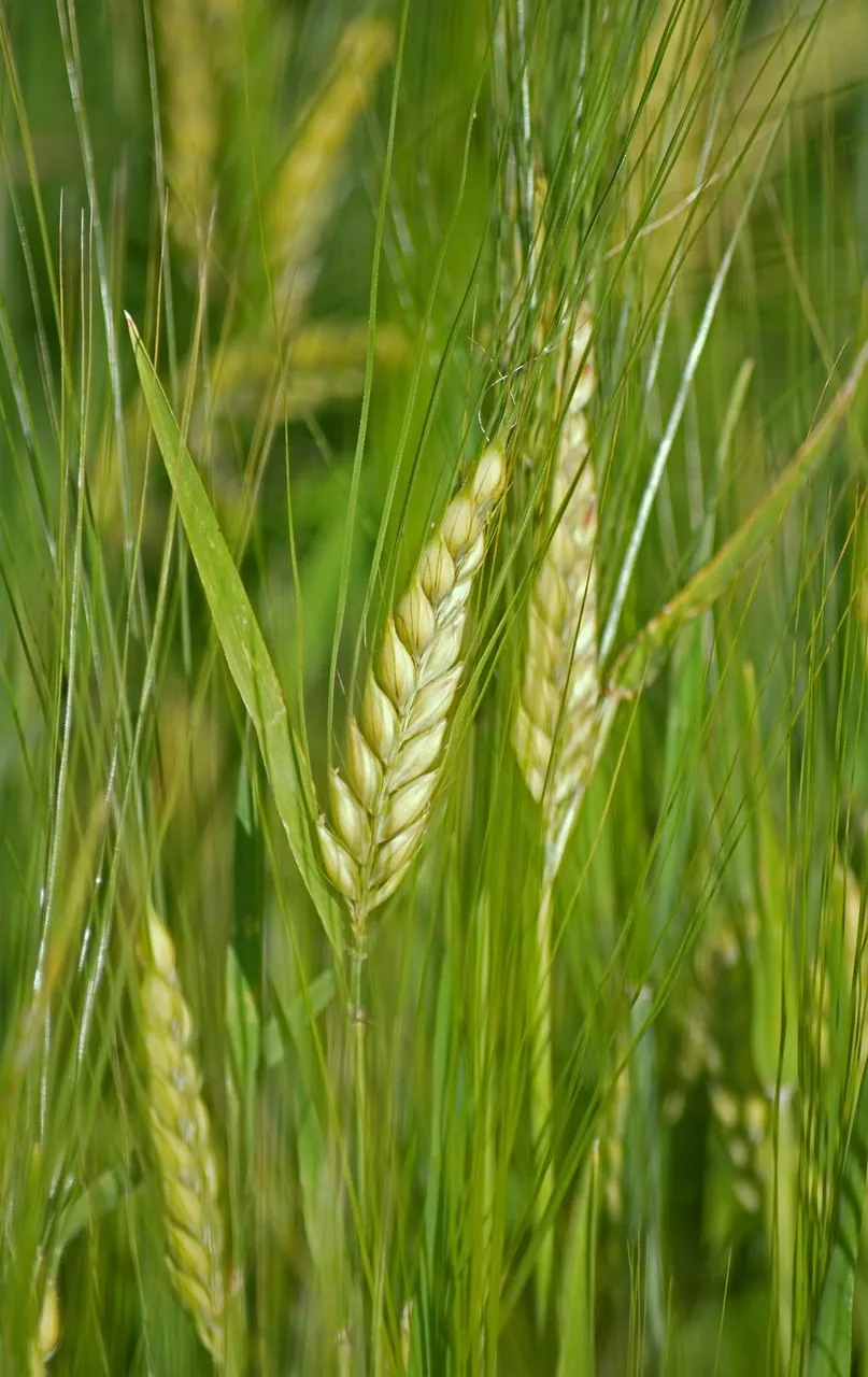 Vibrant Green Barley: Summer's Abundant Promise in the Field
