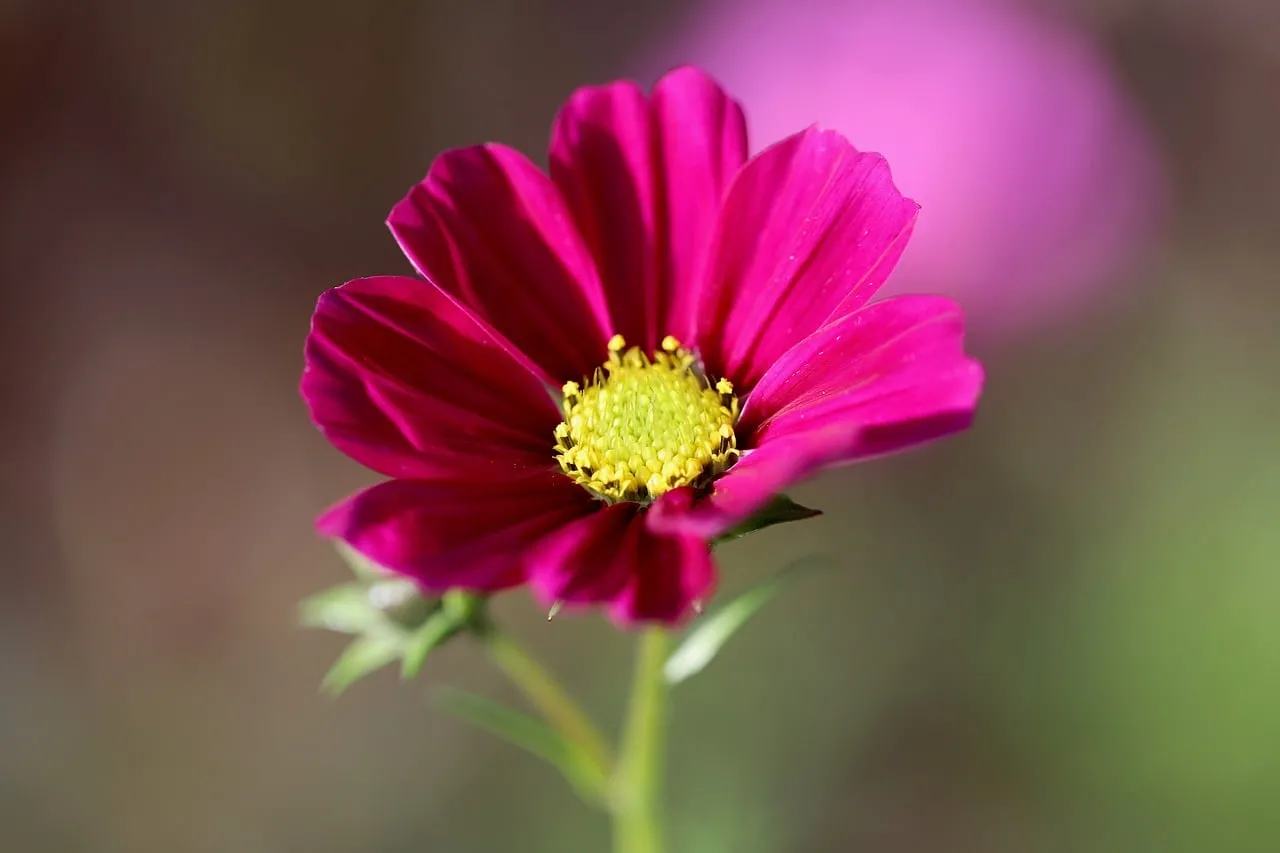 Vibrant Pink Cosmos: Macro Beauty in Morning Light