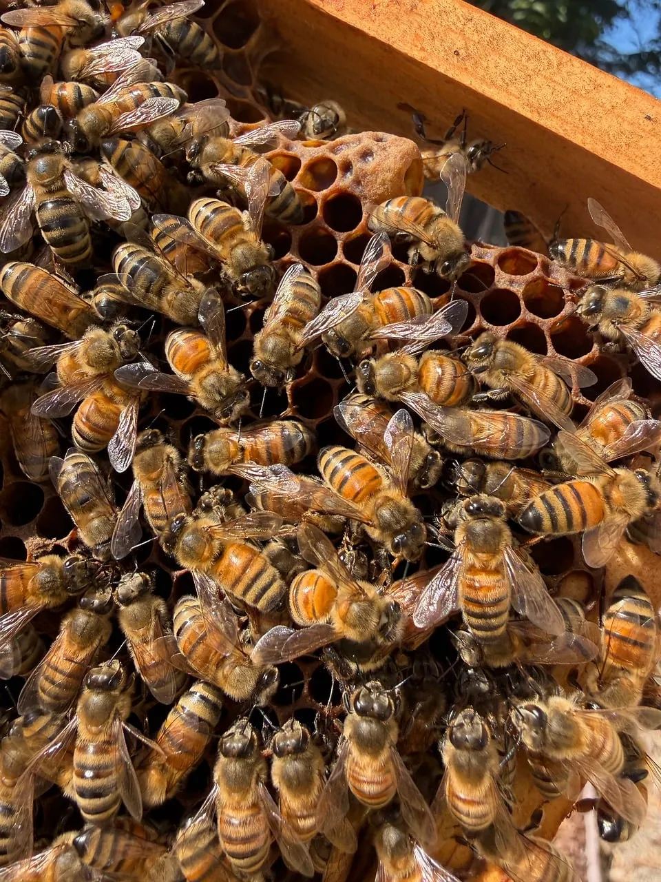 Vibrant Beehive Activity: Nature's Busy Pollinators at Work