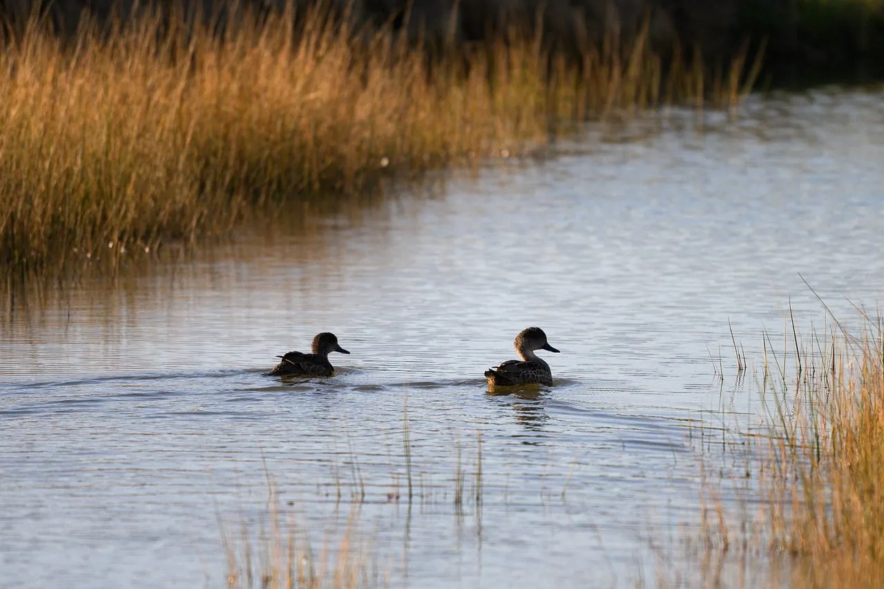 Serene Sunset Silhouette: Grey Teals Gliding on Wetland