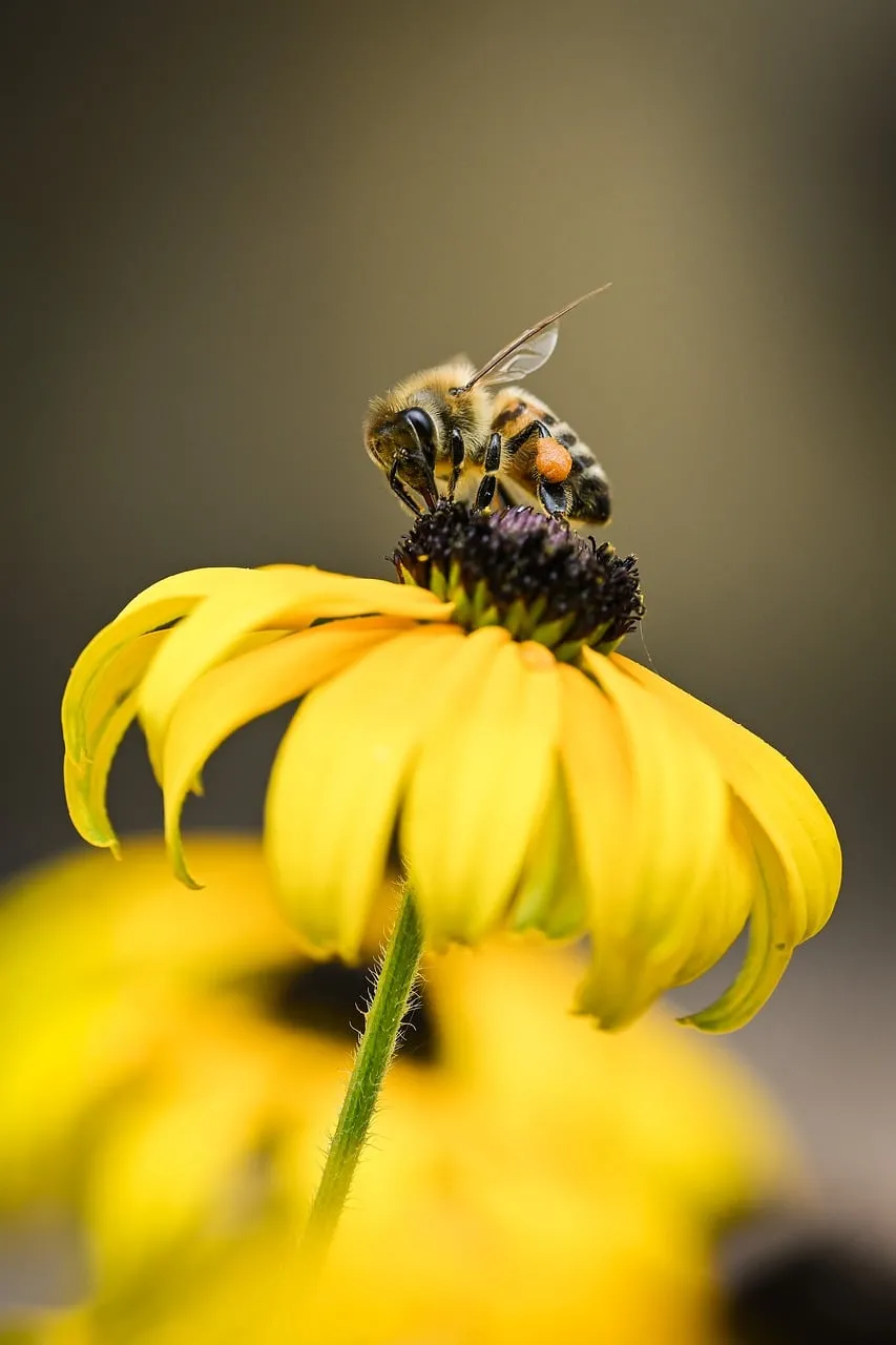Vibrant Macro: Honey Bee Pollinating Golden Flower