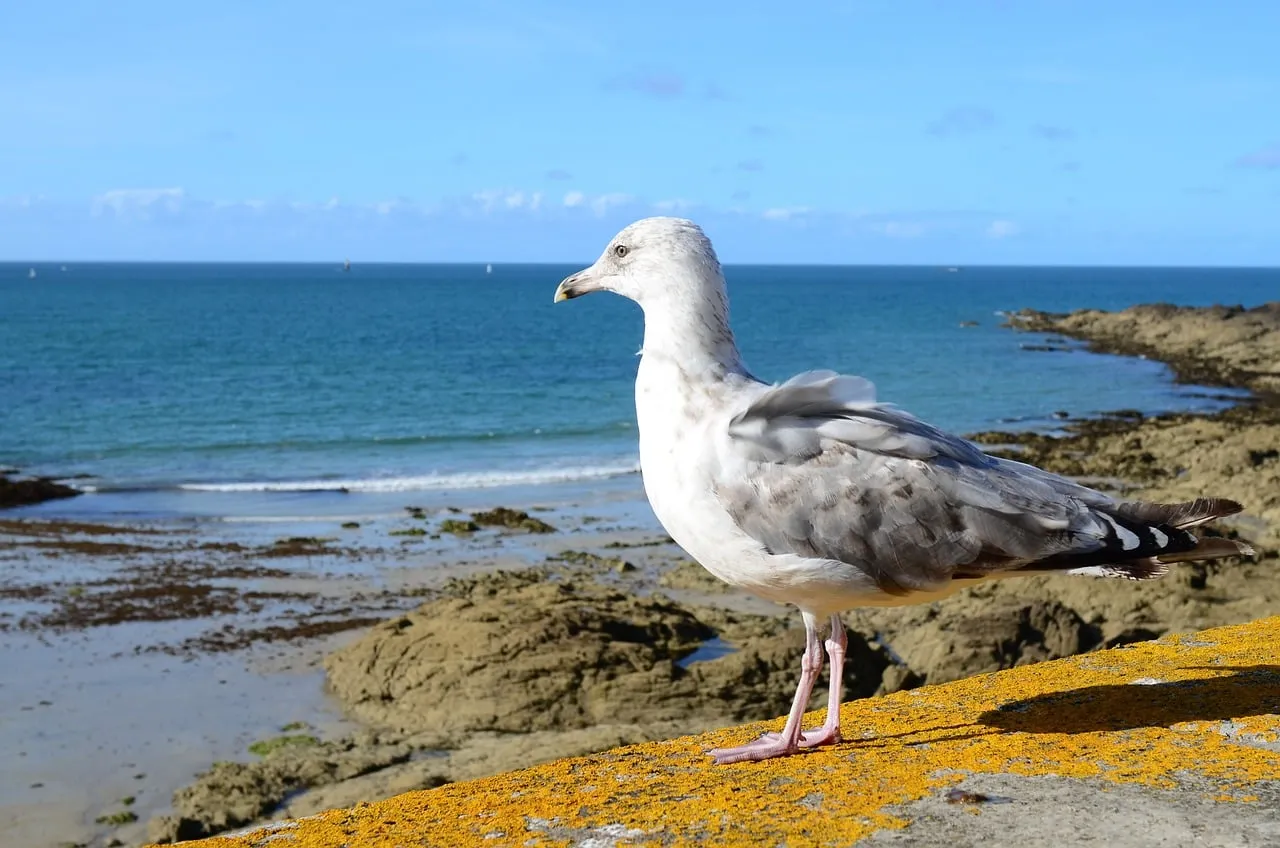 Majestic Seagull Surveys Serene Coastal Vista