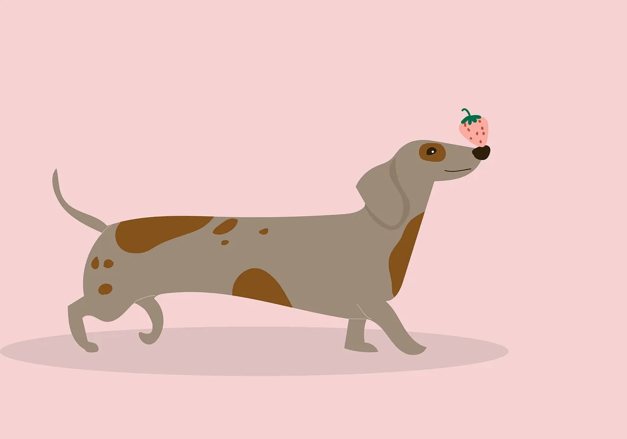 Charming Dachshund with Strawberry on Nose