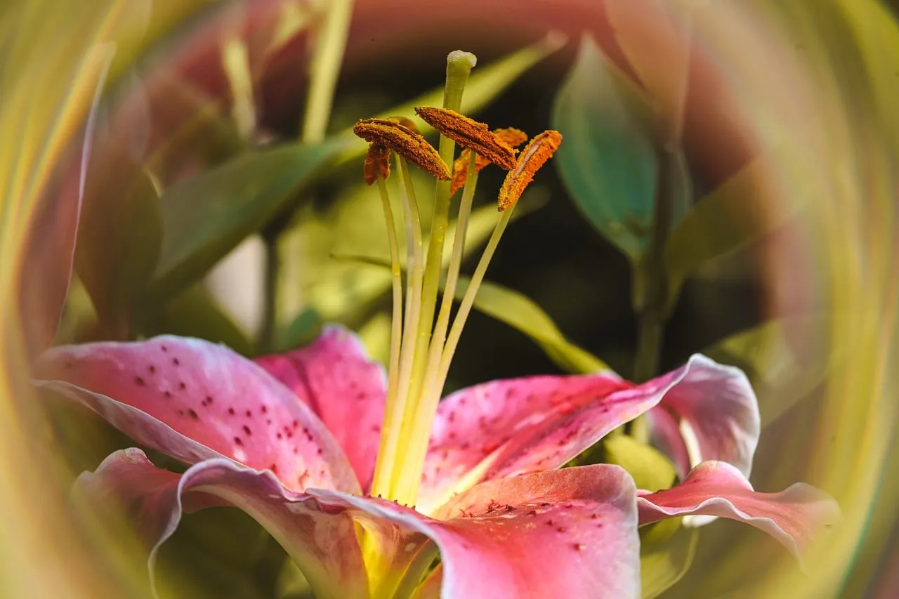 Vibrant Pink Lily Macro: Spring's Delicate Beauty Up Close