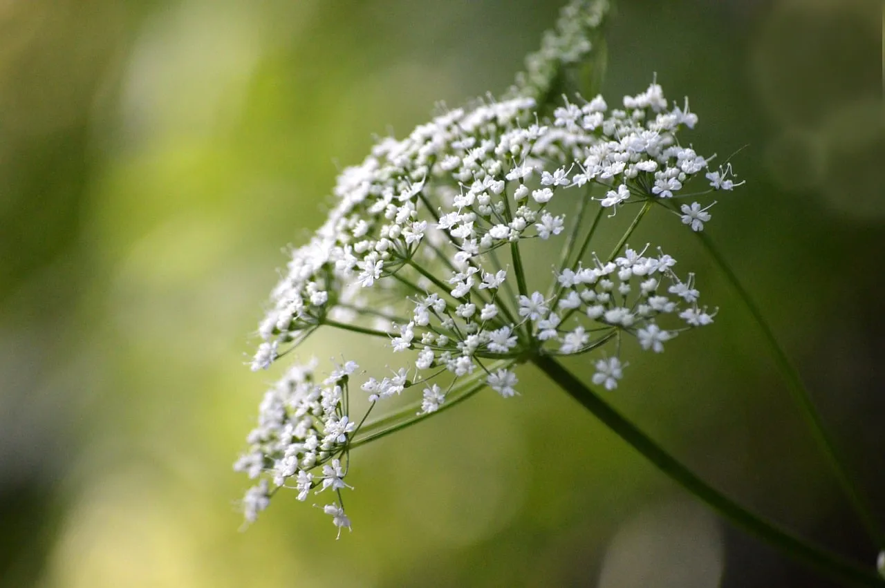 Enchanting Ground Elder: Delicate White Blooms in Nature's Embrace