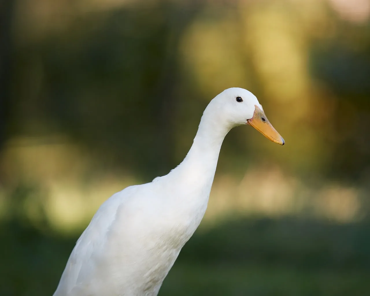 Elegant White Duck: Golden Light Portrait in Nature