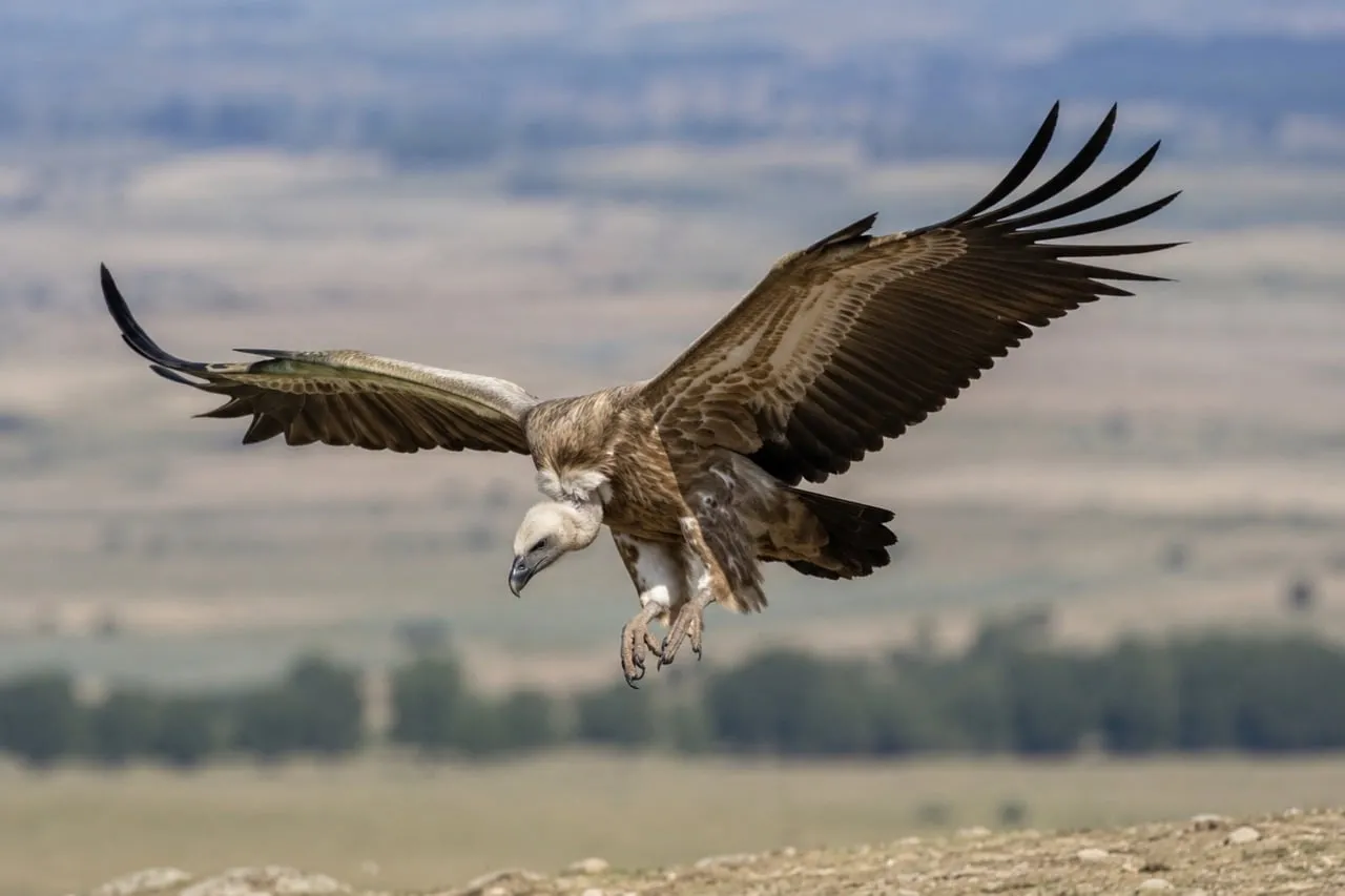 Majestic Raptor Descending: Vulture in Flight