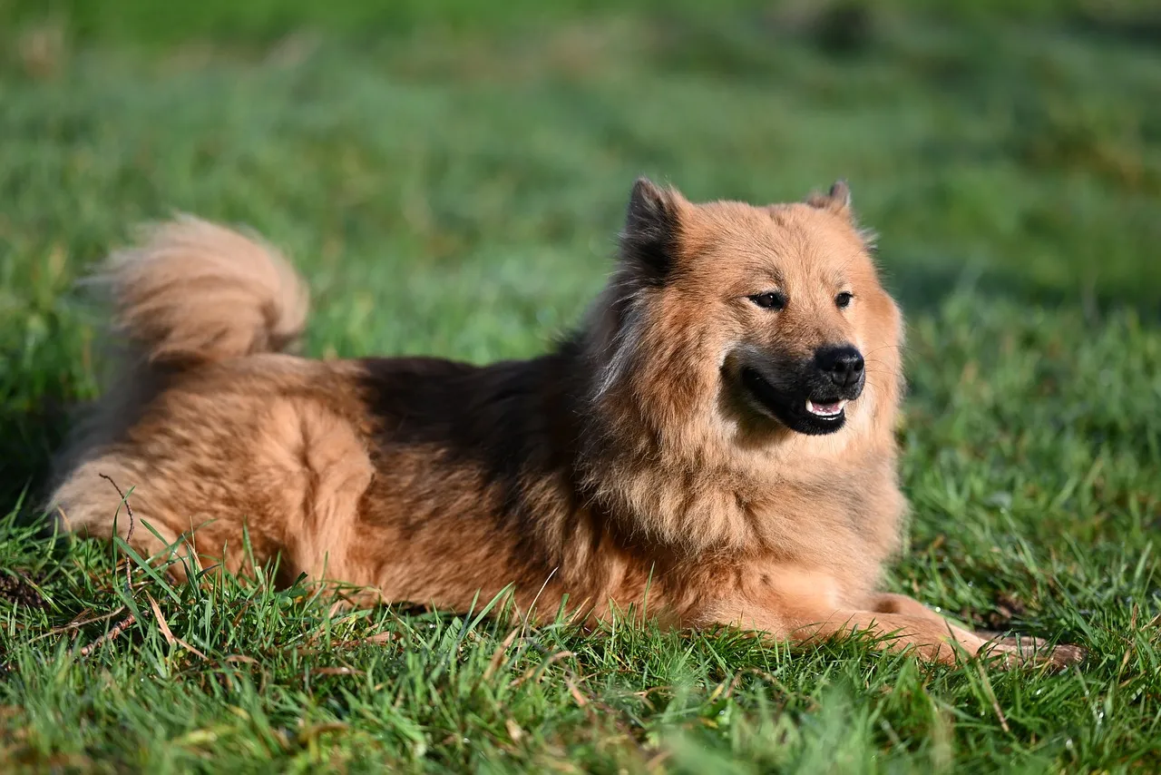 Majestic Eurasian Dog Relaxing in Lush Green Grass