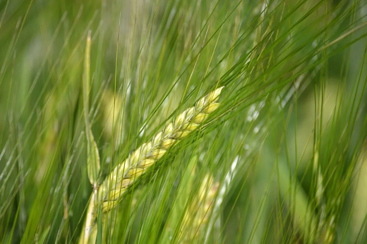 Vibrant Green Barley: Nature's Bounty in Detail