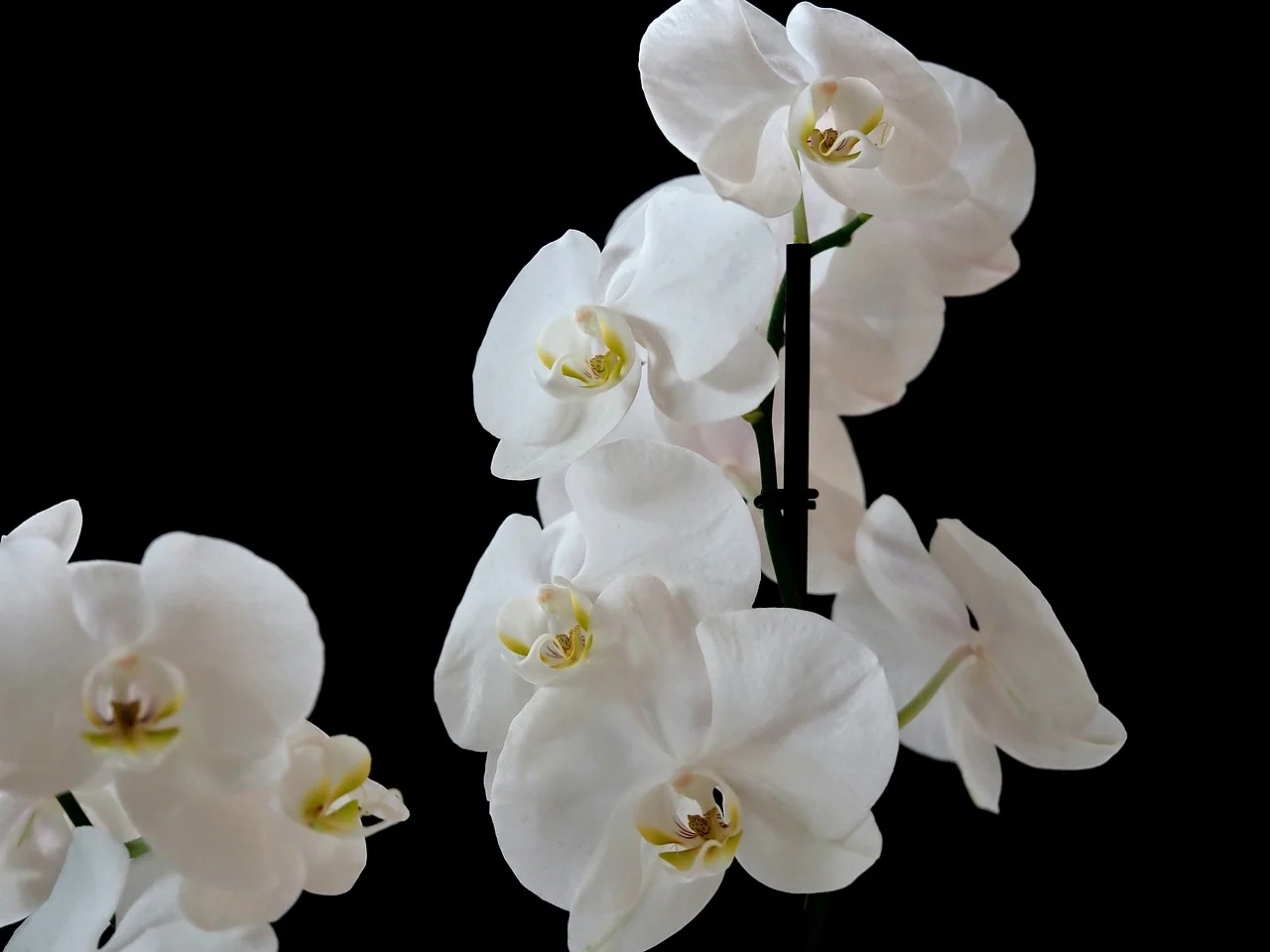 Stunning White Orchids: Elegant Floral Macro on Black