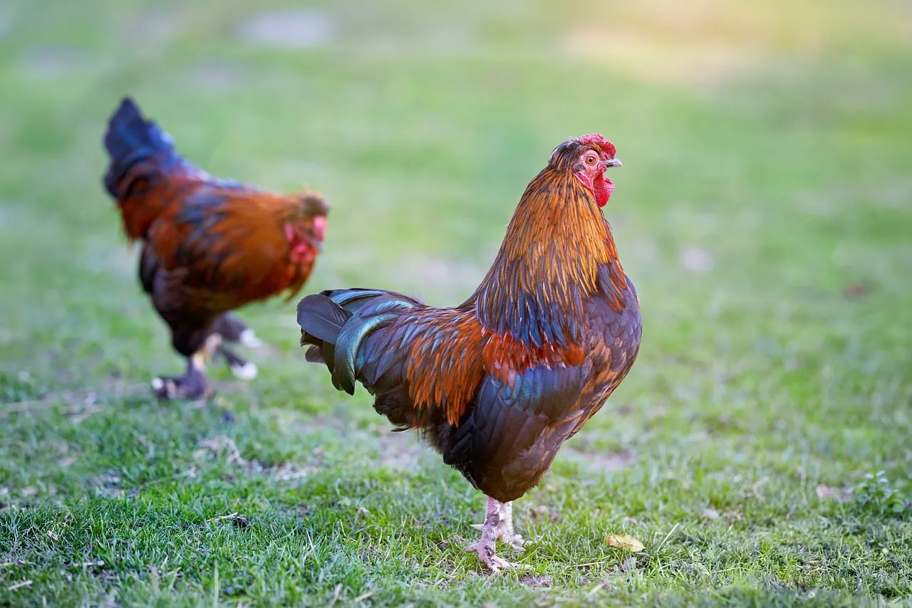 Vibrant Roosters Gracing a Lush Green Lawn