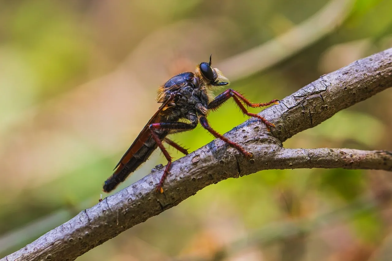 Stunning Macro: Robber Fly's Detailed Perch on Branch