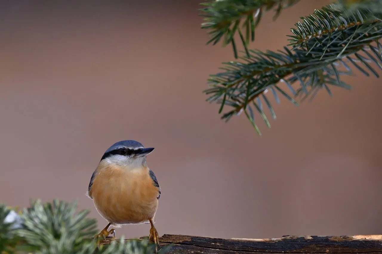 Vibrant Nuthatch Perched: A Glimpse of Wild Nature