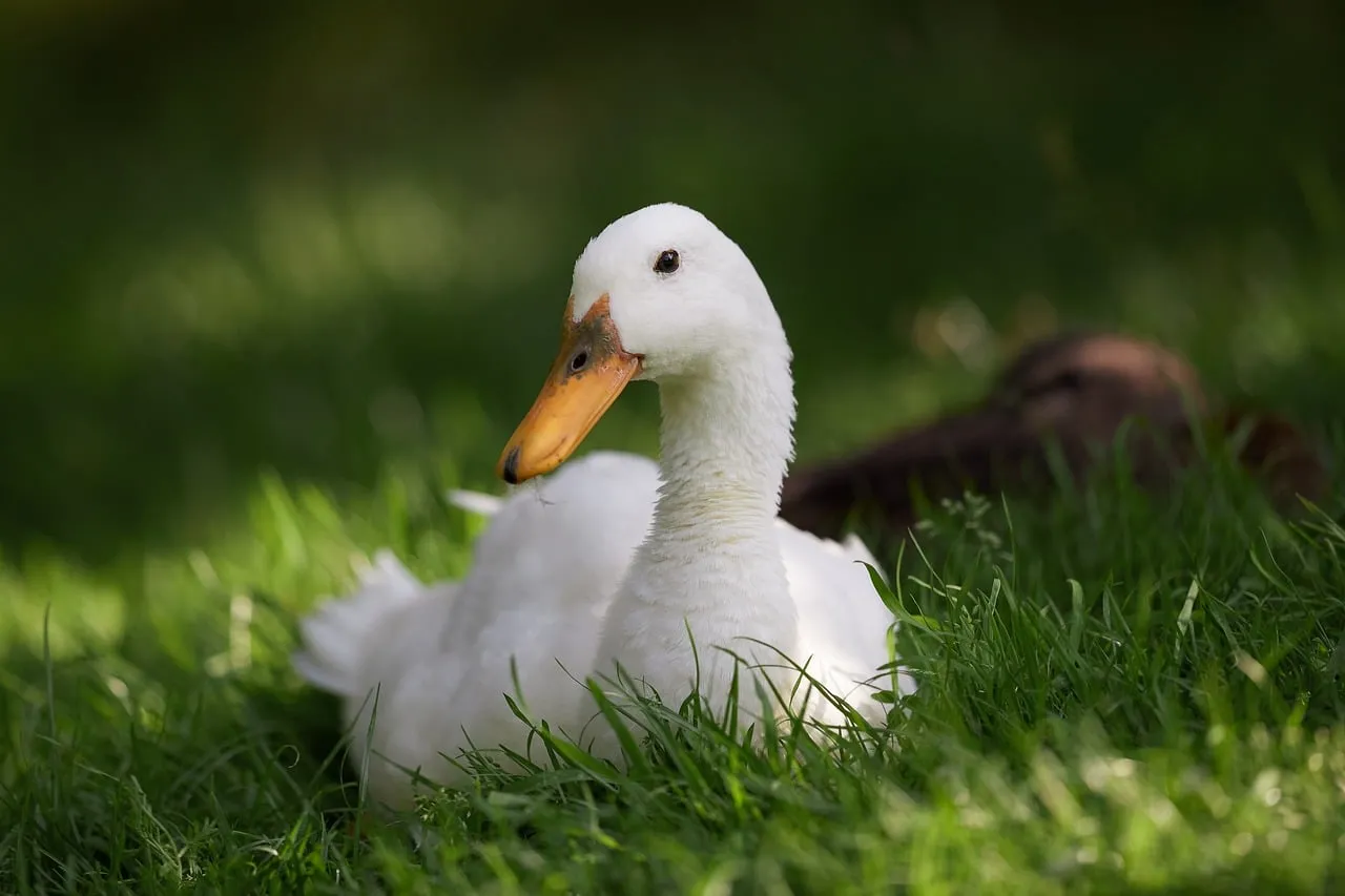 Serene White Indian Runner Duck Resting in Lush Spring Grass