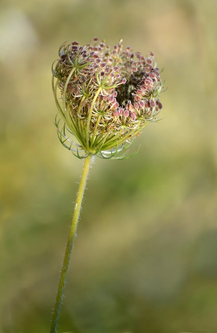 Delicate Wild Carrot: Nature's Intricate Summer Blossom