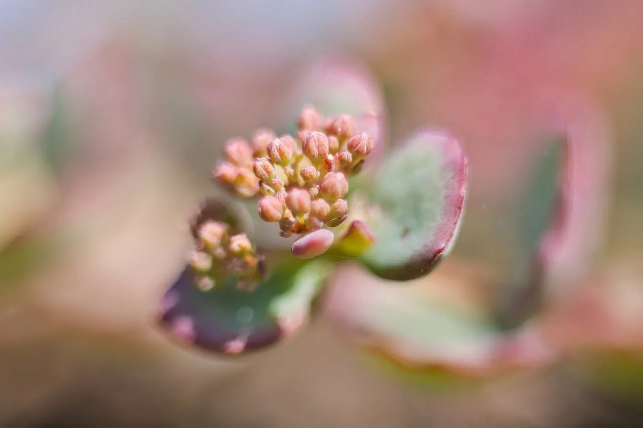 Vibrant Spring Awakening: Macro Succulent Buds Unfurl