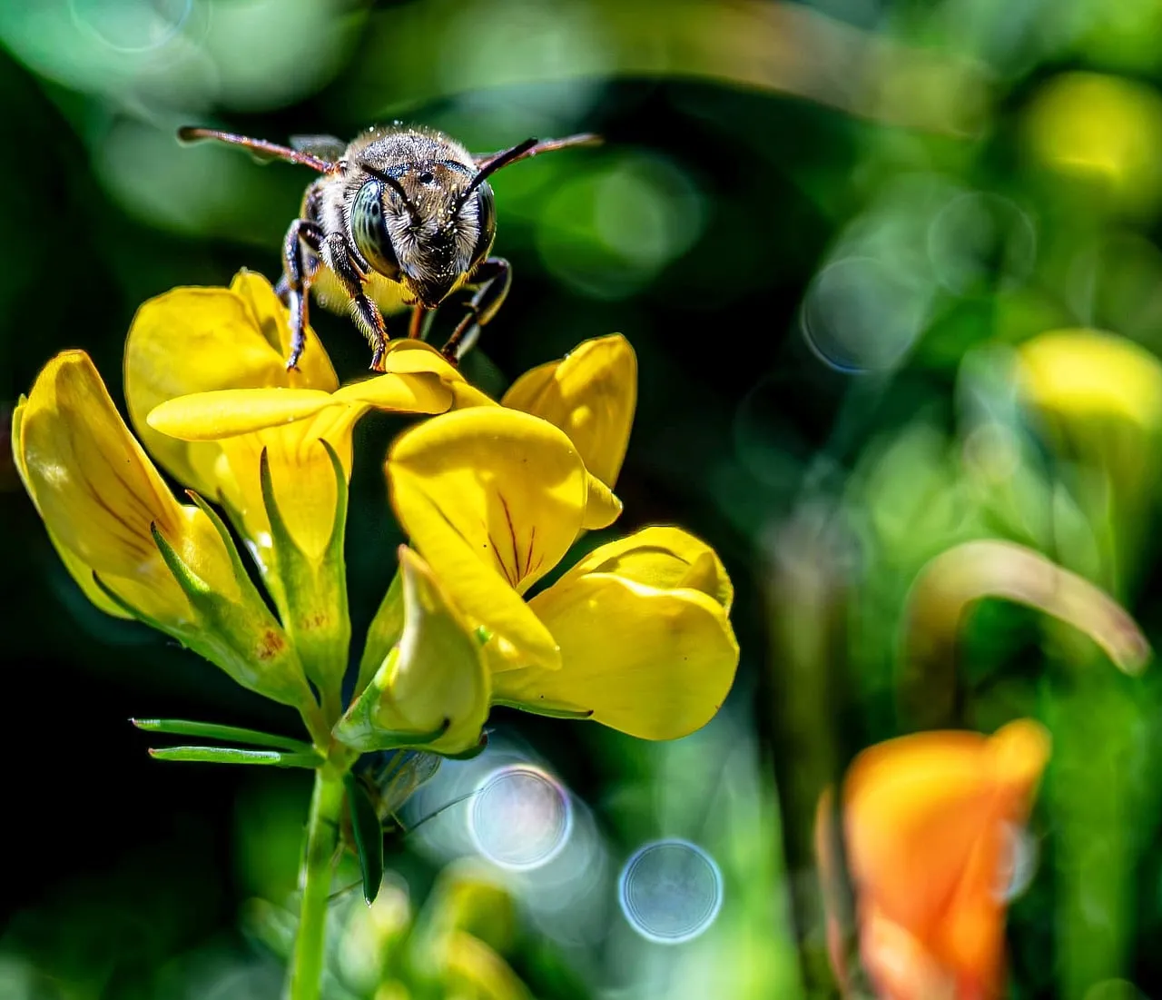 Vibrant Macro: Honey Bee on Dazzling Yellow Wildflower