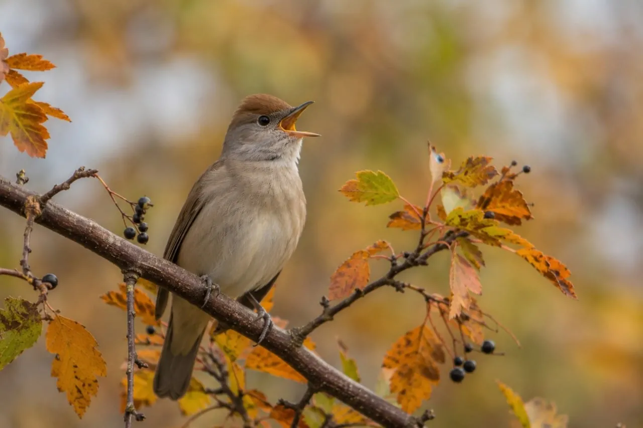 Vibrant Autumn Melody: Songbird's Forest Serenade