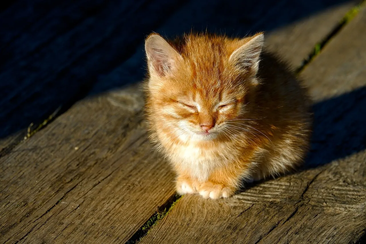 Adorable Ginger Kitten Basking in Golden Sunlight