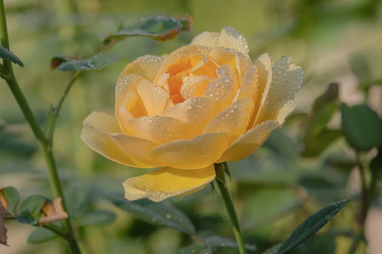 Stunning Dew-Kissed Yellow Rose: A Vision of Spring