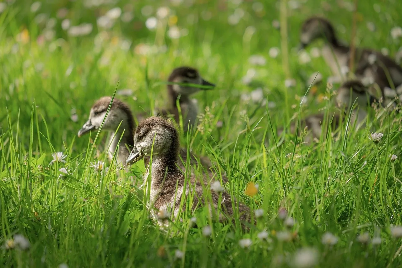 Charming Ducklings Amidst Vibrant Spring Meadow Flowers
