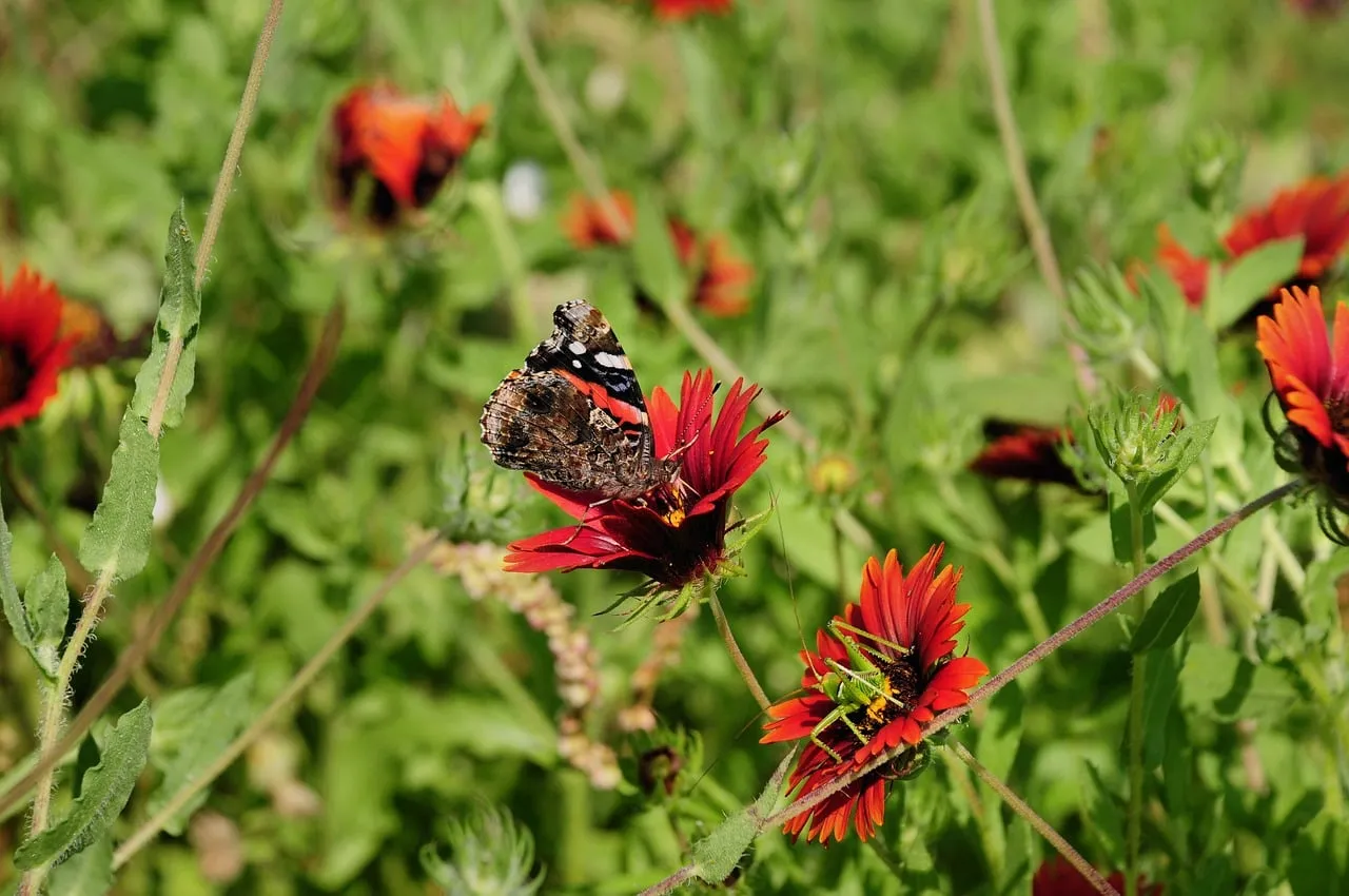 Vibrant Butterfly Pollinating Red Summer Blooms